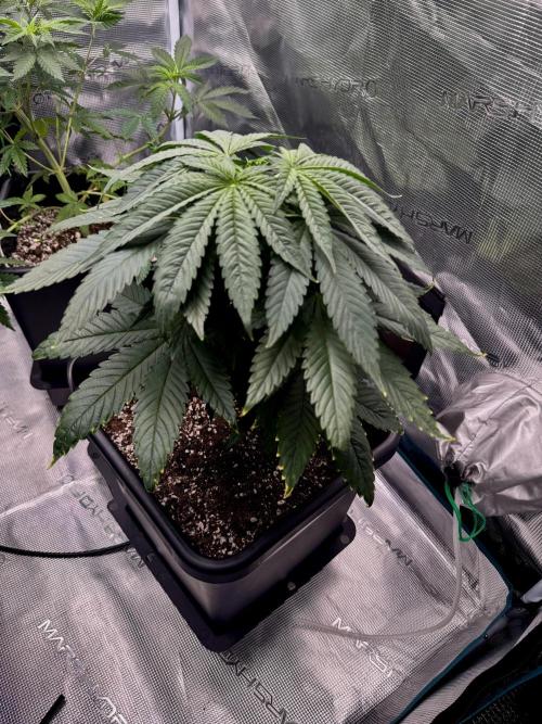RQS Critical + White Widow. Week 7 - WHITE WIDOW 
Day 48
