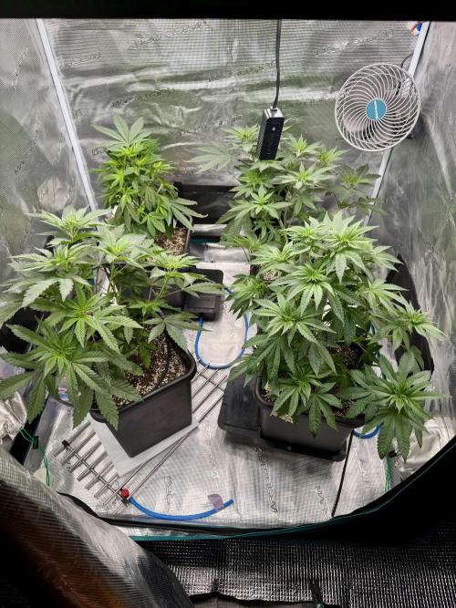 RQS Critical + White Widow. Week 8 - Day 51
Flipped to flowering