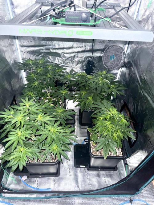 RQS Critical + White Widow. Week 8 - Day 52