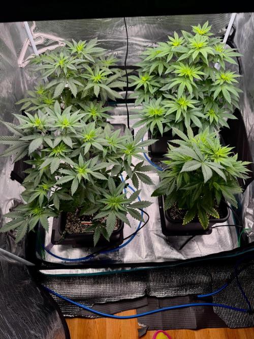 RQS Critical + White Widow. Week 8 - Day 53
