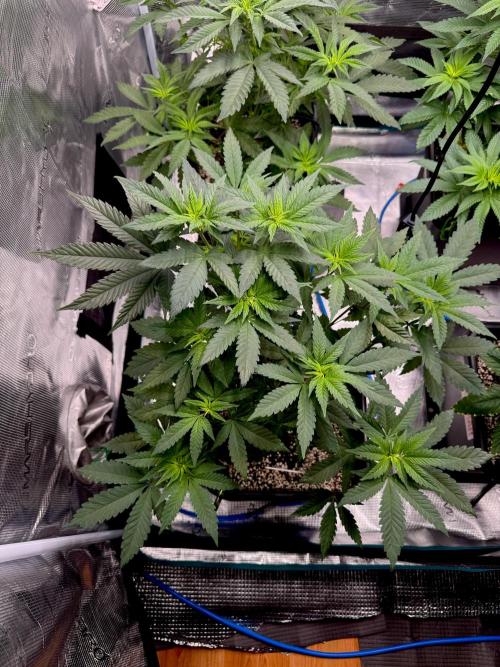 RQS Critical + White Widow. Week 8 - 🌱CRITICAL 2
Day 53