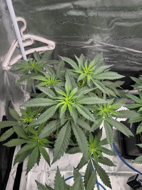 RQS Critical + White Widow. Week 8 - 🌱CRITICAL 1
Day 53