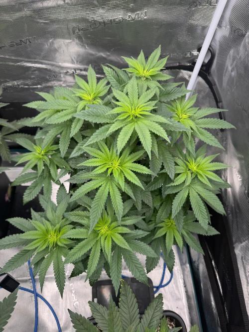 RQS Critical + White Widow. Week 8 - 🌱CRITICAL 3
Day 53