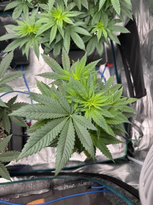 RQS Critical + White Widow. Week 8 - 🌱WHITE WIDOW
Day 53