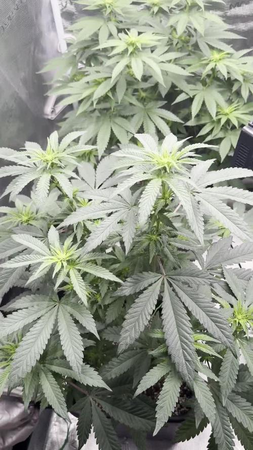 RQS Critical + White Widow