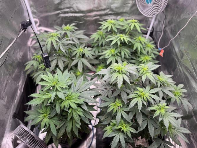 RQS Critical + White Widow. Week 9