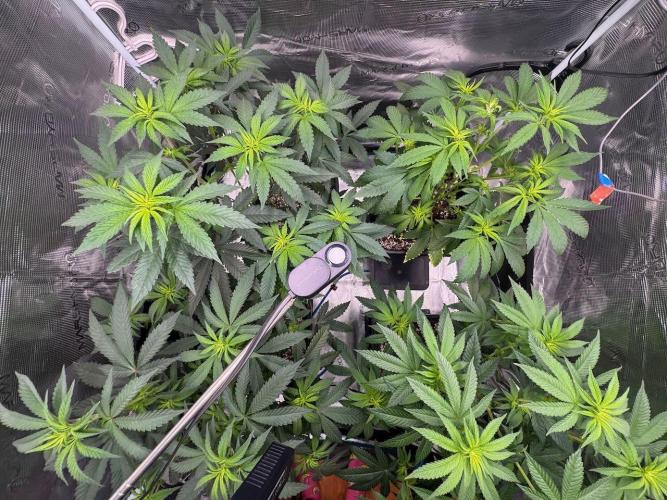 RQS Critical + White Widow. Week 9