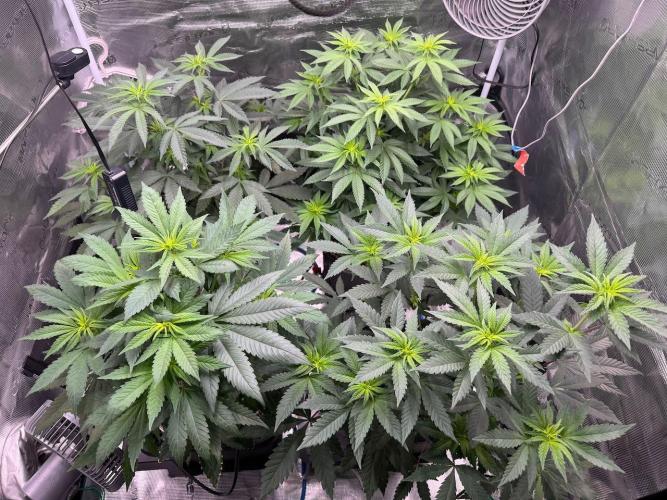 RQS Critical + White Widow. Week 9
