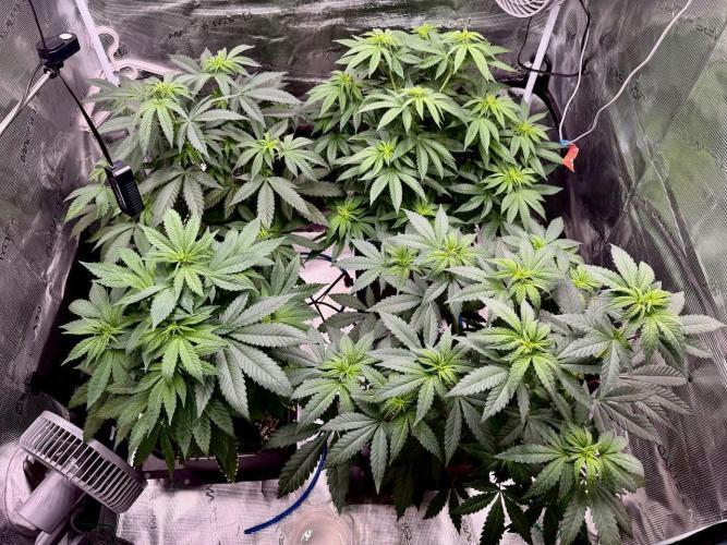 RQS Critical + White Widow. Week 9
