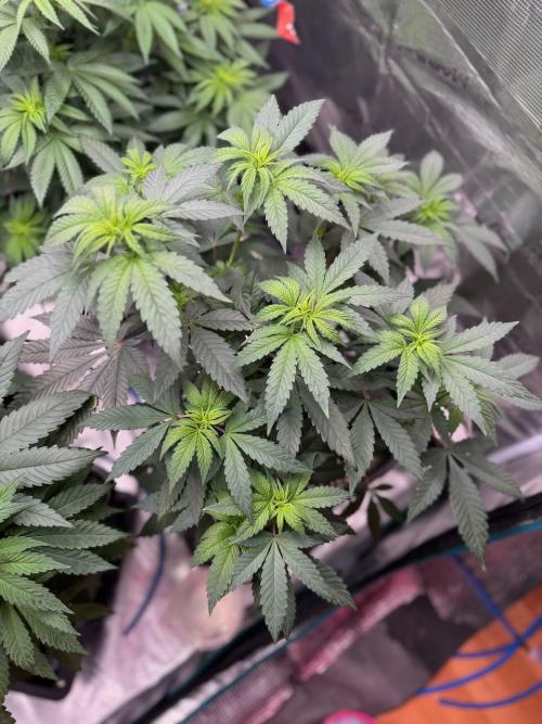 RQS Critical + White Widow. Week 9