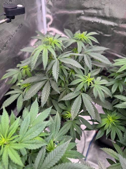 RQS Critical + White Widow. Week 9