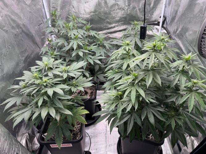 RQS Critical + White Widow. Week 10 - Day 66