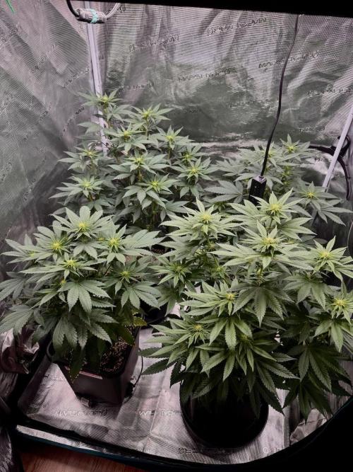RQS Critical + White Widow. Week 10 - Day 67