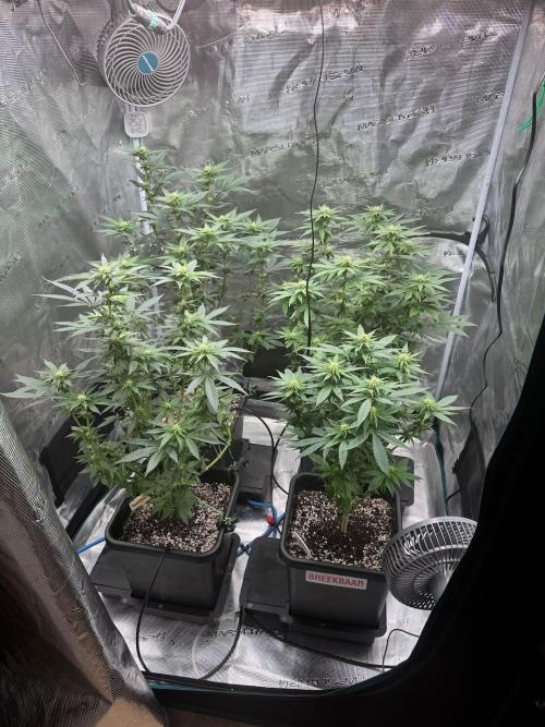 RQS Critical + White Widow. Week 10 - Day 70