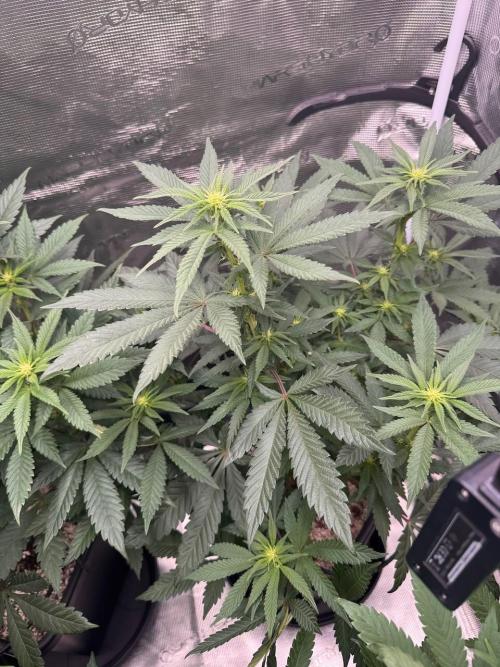 RQS Critical + White Widow. Week 10 - CRITICAL 1