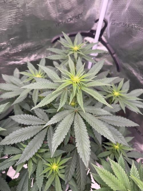 RQS Critical + White Widow. Week 10 - CRITICAL 3