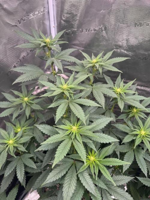 RQS Critical + White Widow. Week 10 - CRITICAL 2
