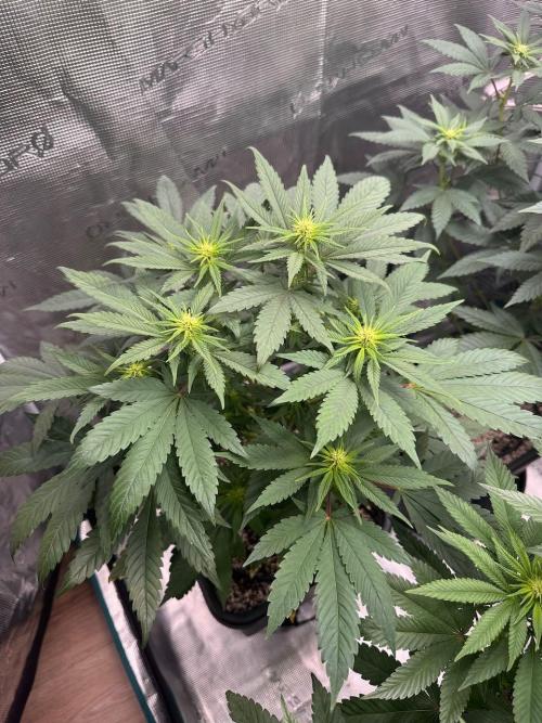 RQS Critical + White Widow. Week 10 - WHITE WIDOW