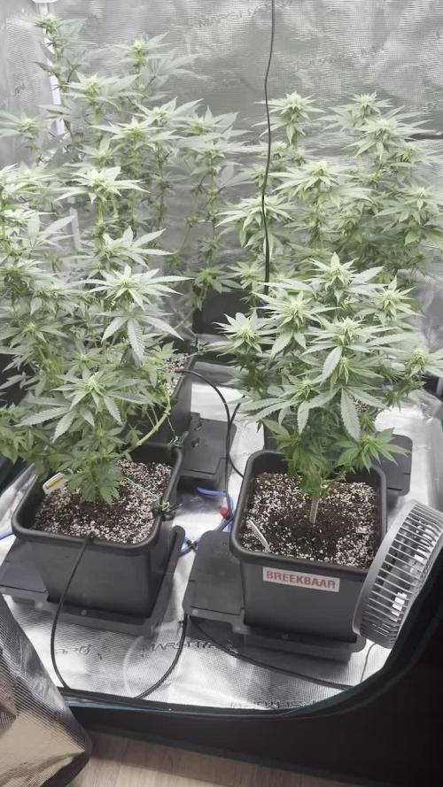 RQS Critical + White Widow