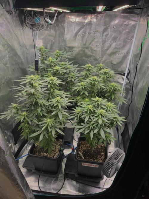 RQS Critical + White Widow. Week 11 - 5 days after heavy defoliation