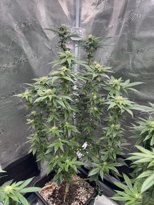 RQS Critical + White Widow. Week 11 - CRITICAL 2