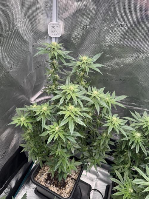RQS Critical + White Widow. Week 11 - CRITICAL 2