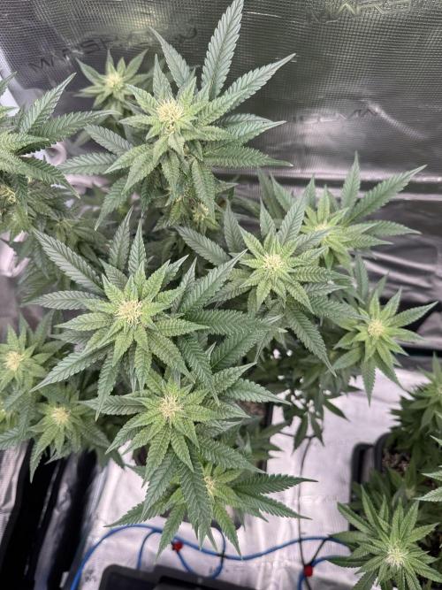 RQS Critical + White Widow. Week 11 - CRITICAL 2