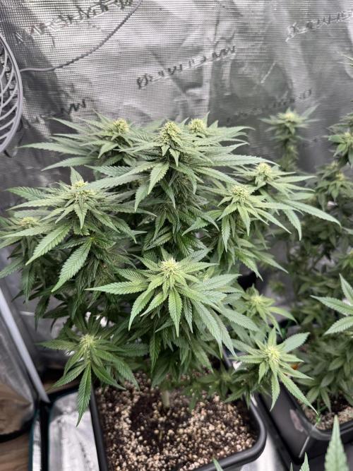 RQS Critical + White Widow. Week 11 - WHITE WIDOW