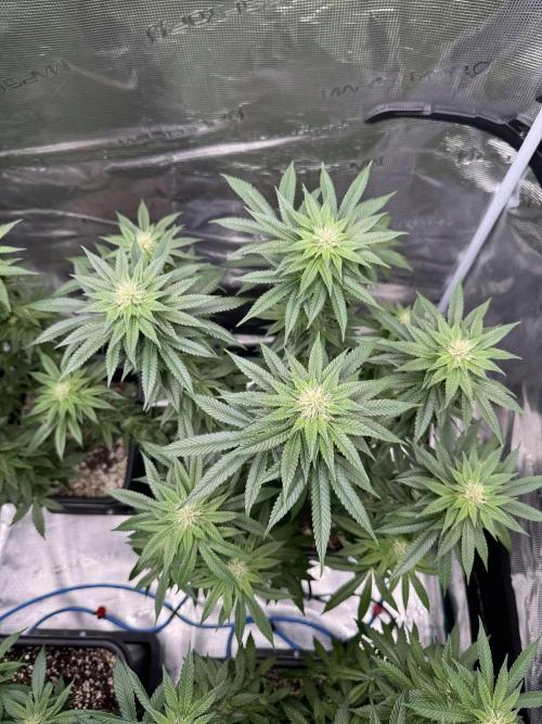 RQS Critical + White Widow. Week 11 - CRITICAL 3