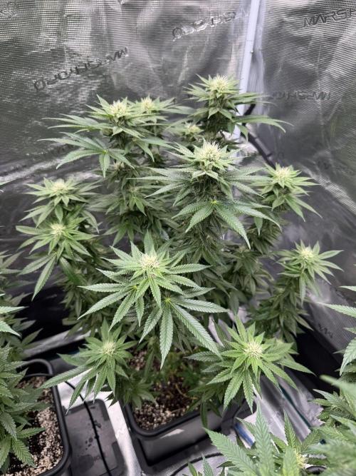 RQS Critical + White Widow. Week 11 - CRITICAL 3