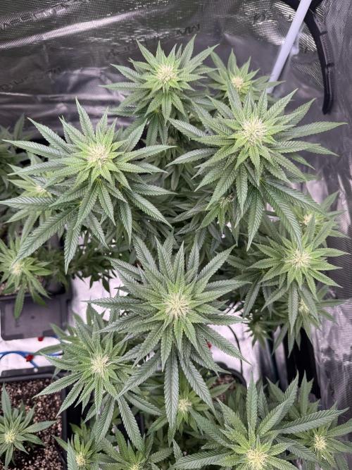 RQS Critical + White Widow. Week 11 - CRITICAL 1