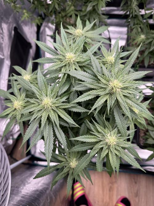 RQS Critical + White Widow. Week 11 - WHITE WIDOW