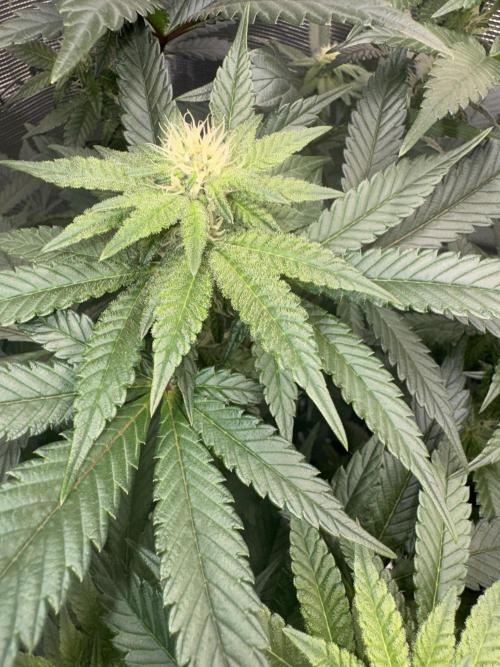 RQS Critical + White Widow. Week 11