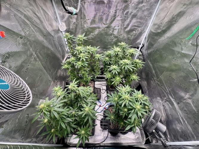 RQS Critical + White Widow. Week 11 - Canopy overview