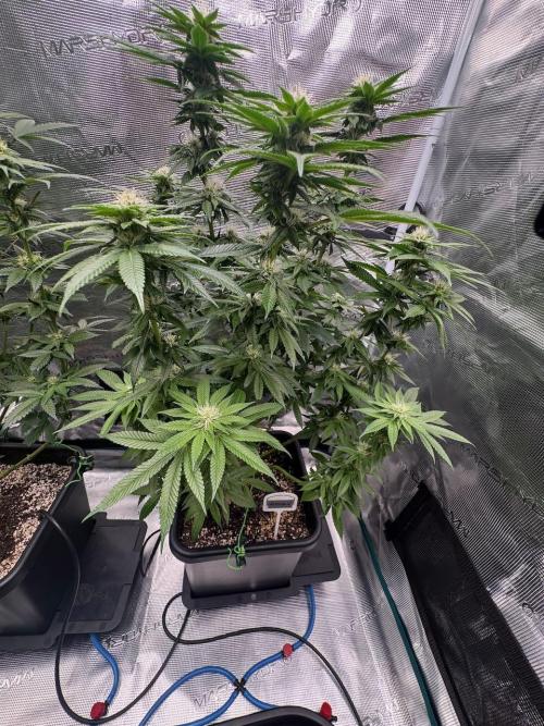 RQS Critical + White Widow. Week 11 - CRITICAL 3