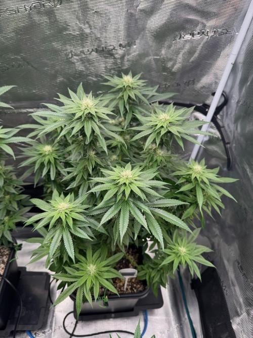 RQS Critical + White Widow. Week 11 - CRITICAL 3