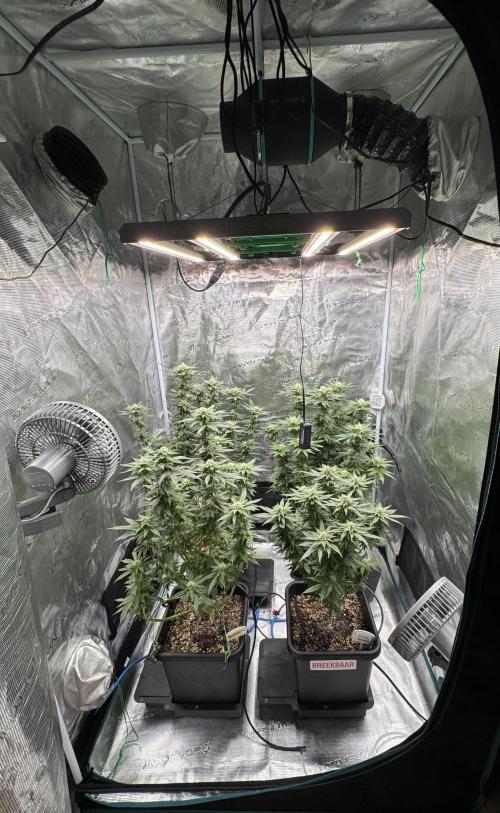 RQS Critical + White Widow. Week 12