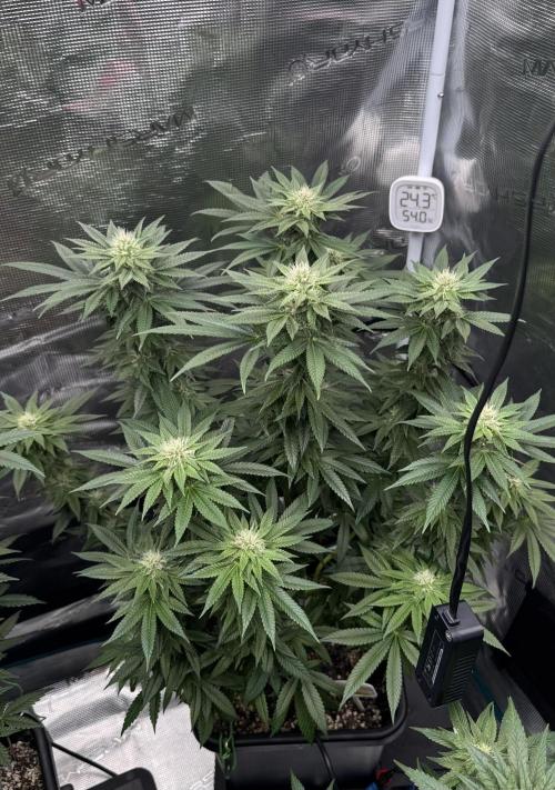 RQS Critical + White Widow. Week 12