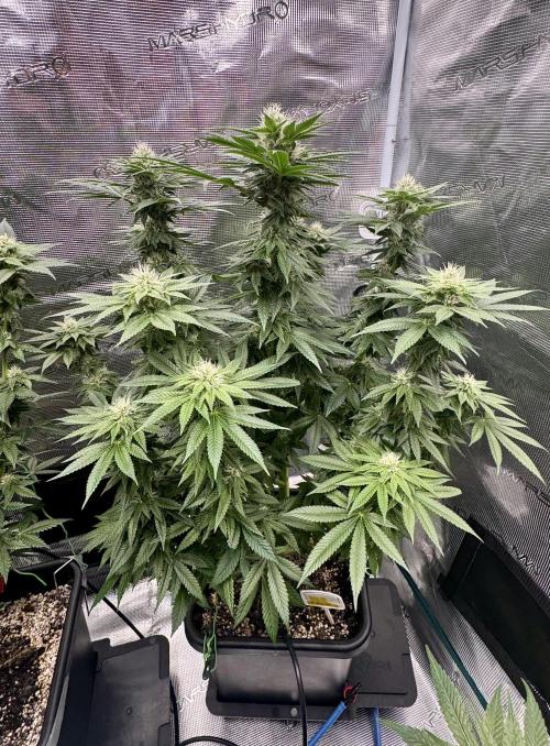 RQS Critical + White Widow. Week 12