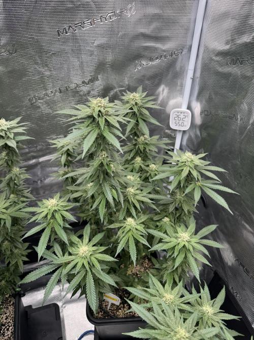 RQS Critical + White Widow. Week 12 - CRIT- 1