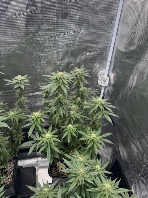 RQS Critical + White Widow. Week 12