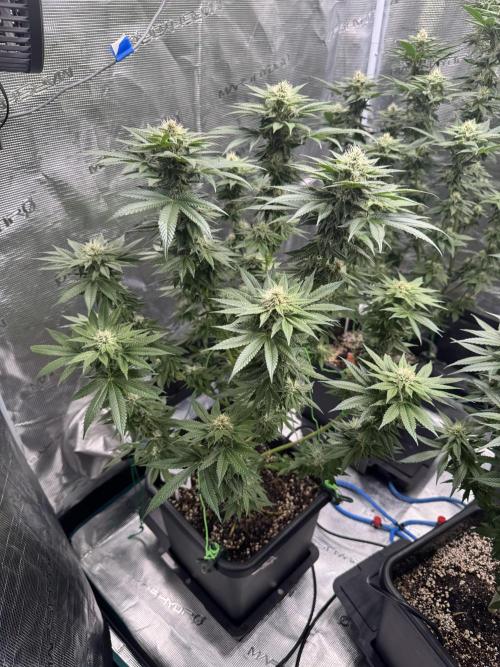 RQS Critical + White Widow. Week 12 - CRIT 1 @ end of week