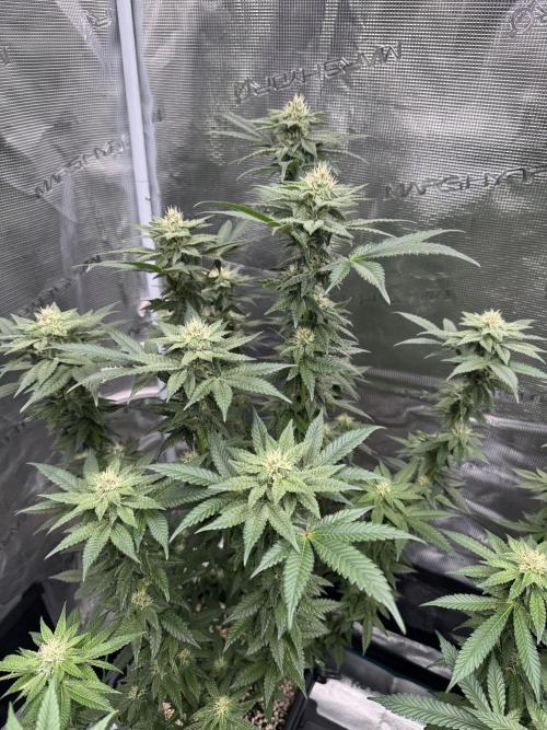 RQS Critical + White Widow. Week 12 - CRIT- 2 @ end of week