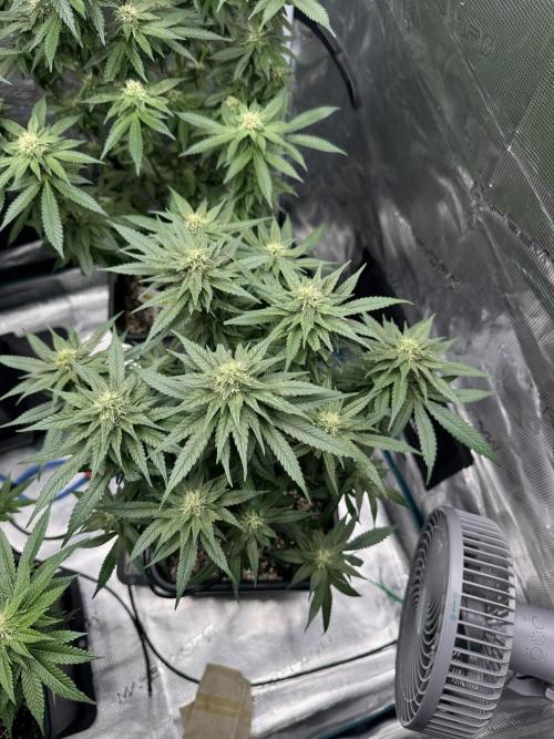 RQS Critical + White Widow. Week 12 - WWIDOW @ end of week