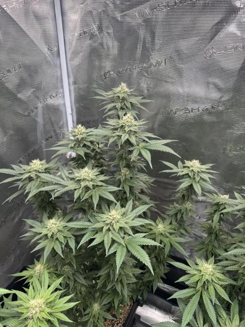 RQS Critical + White Widow. Week 13