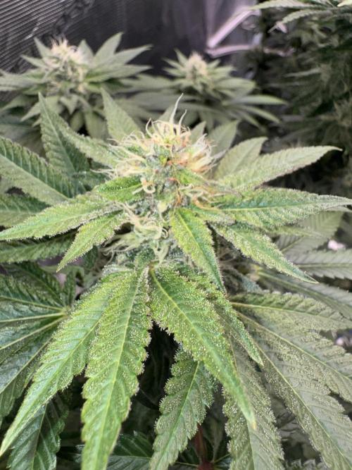 RQS Critical + White Widow. Week 13