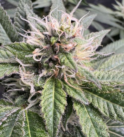 RQS Critical + White Widow. Week 13
