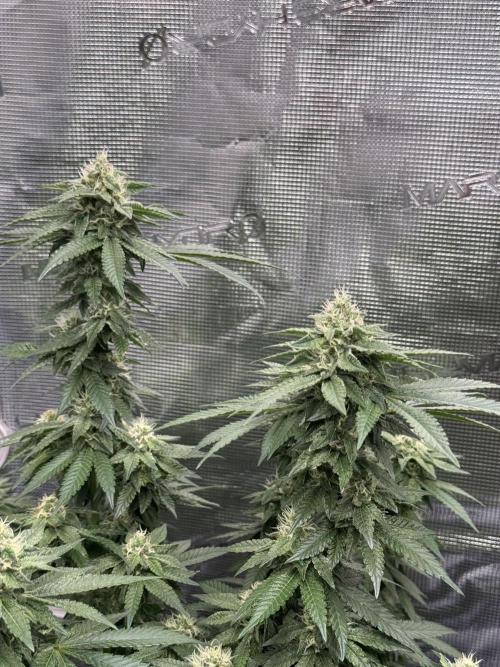 RQS Critical + White Widow. Week 13