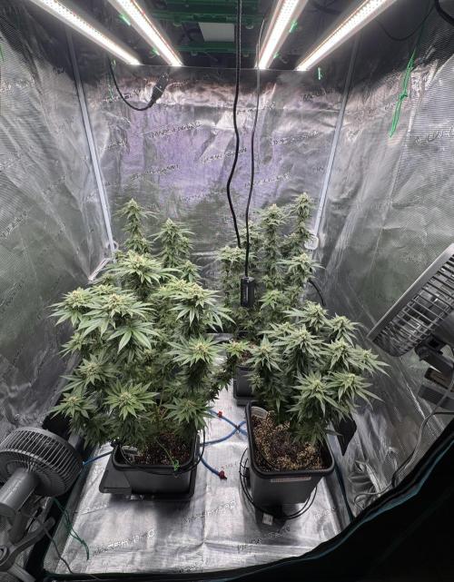 RQS Critical + White Widow. Week 13