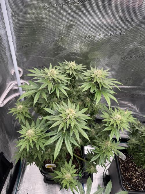 RQS Critical + White Widow. Week 13